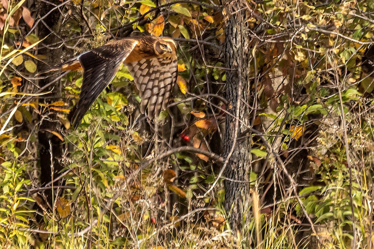 アメリカハイイロチュウヒ - ML644309361