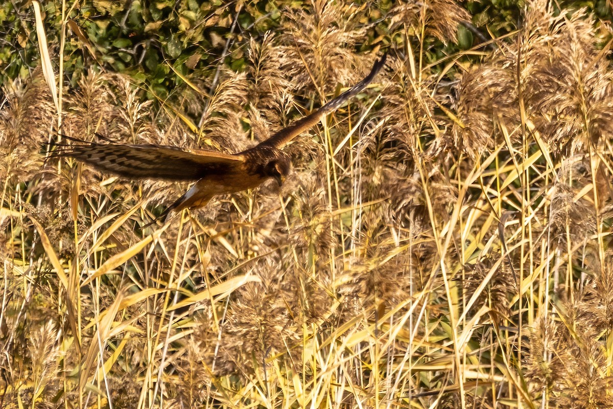 アメリカハイイロチュウヒ - ML644309362