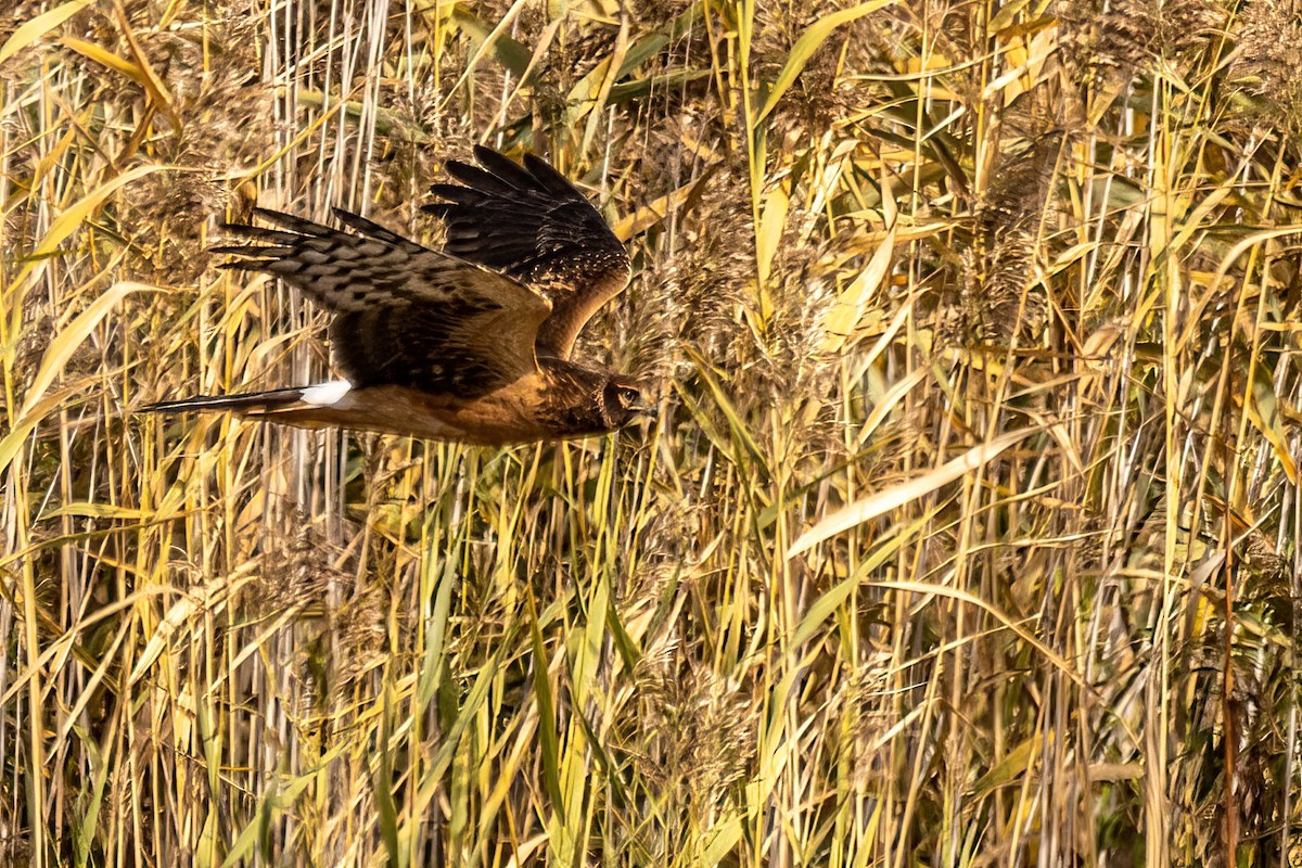 アメリカハイイロチュウヒ - ML644309363