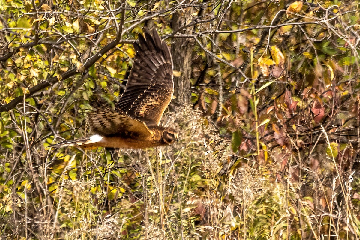 アメリカハイイロチュウヒ - ML644309364