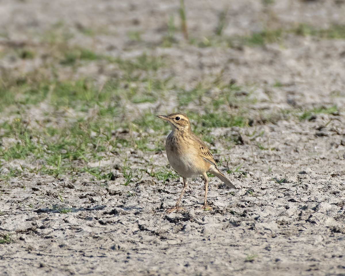 ハシナガビンズイ - ML644309365