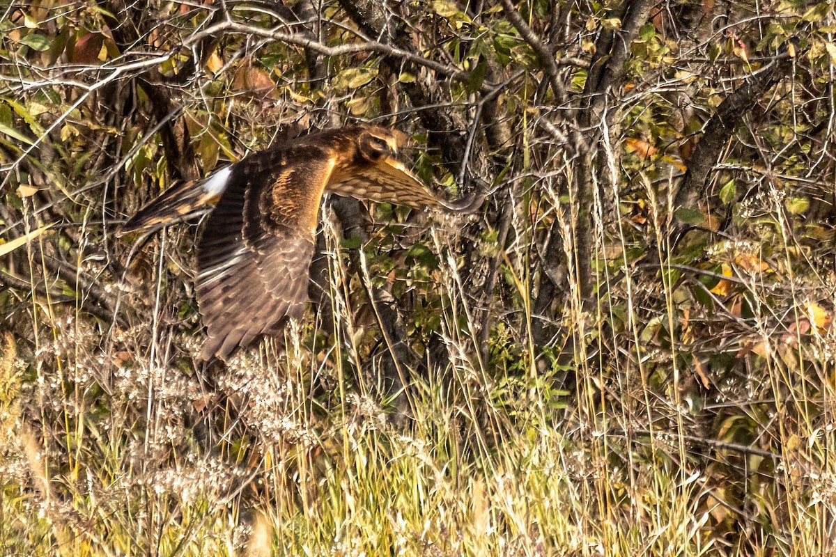 アメリカハイイロチュウヒ - ML644309366