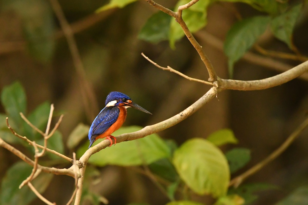 lakmusisfugl - ML644309374