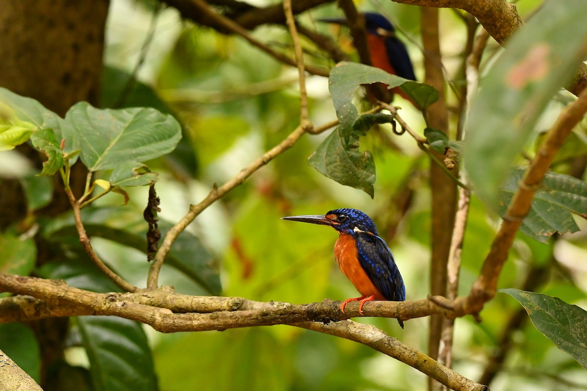 lakmusisfugl - ML644309375