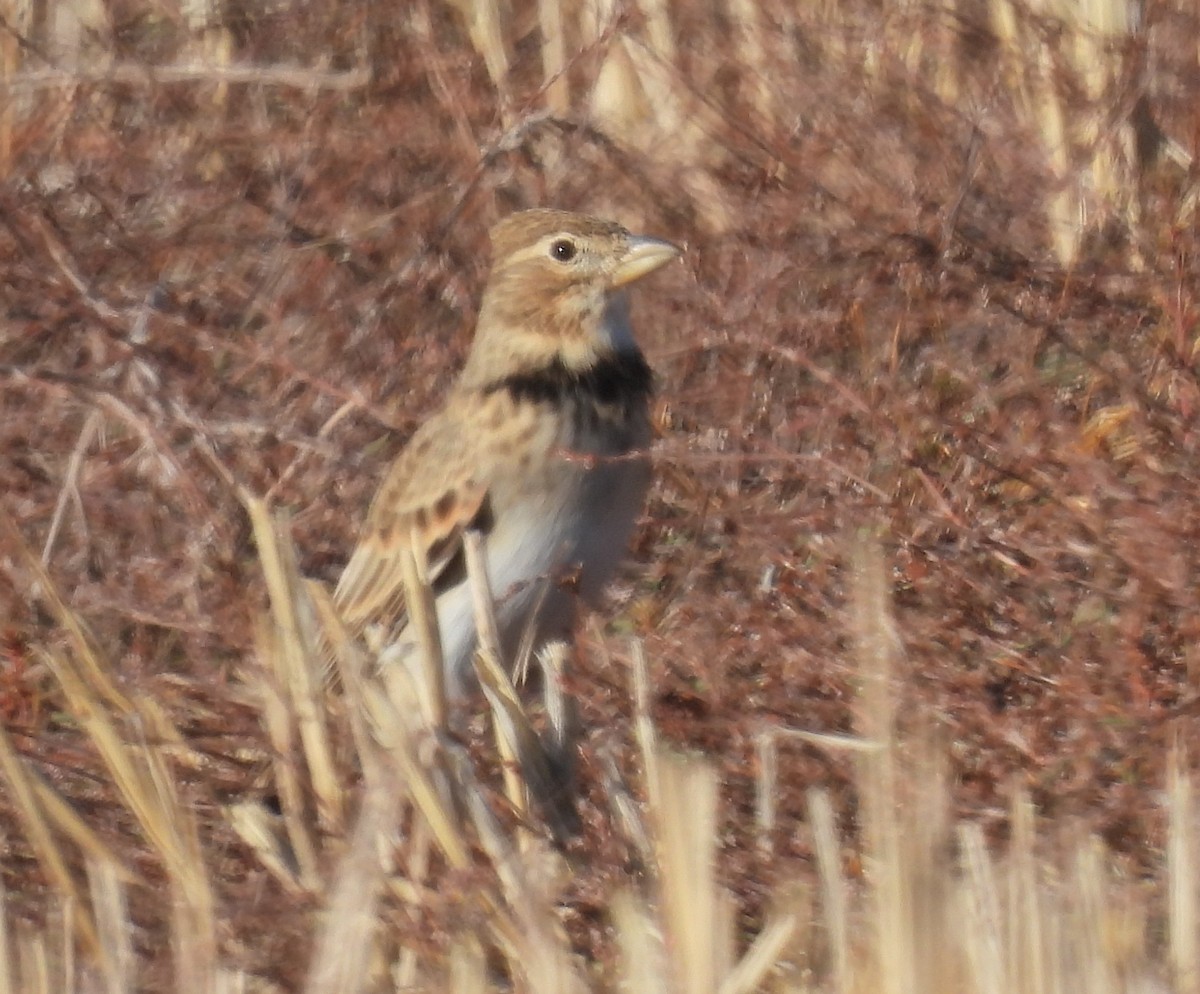 עפרוני ענק - ML644309377