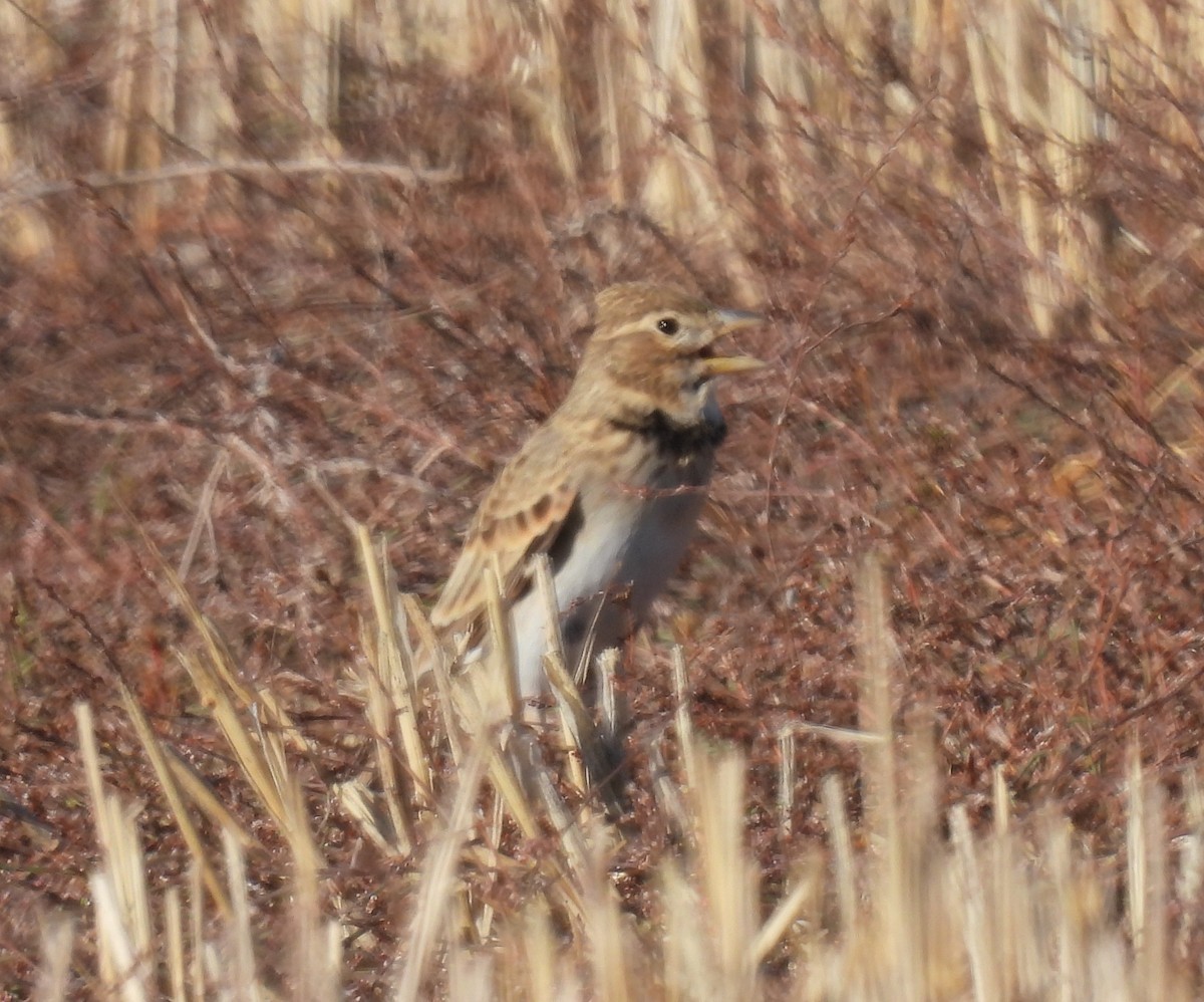 עפרוני ענק - ML644309378