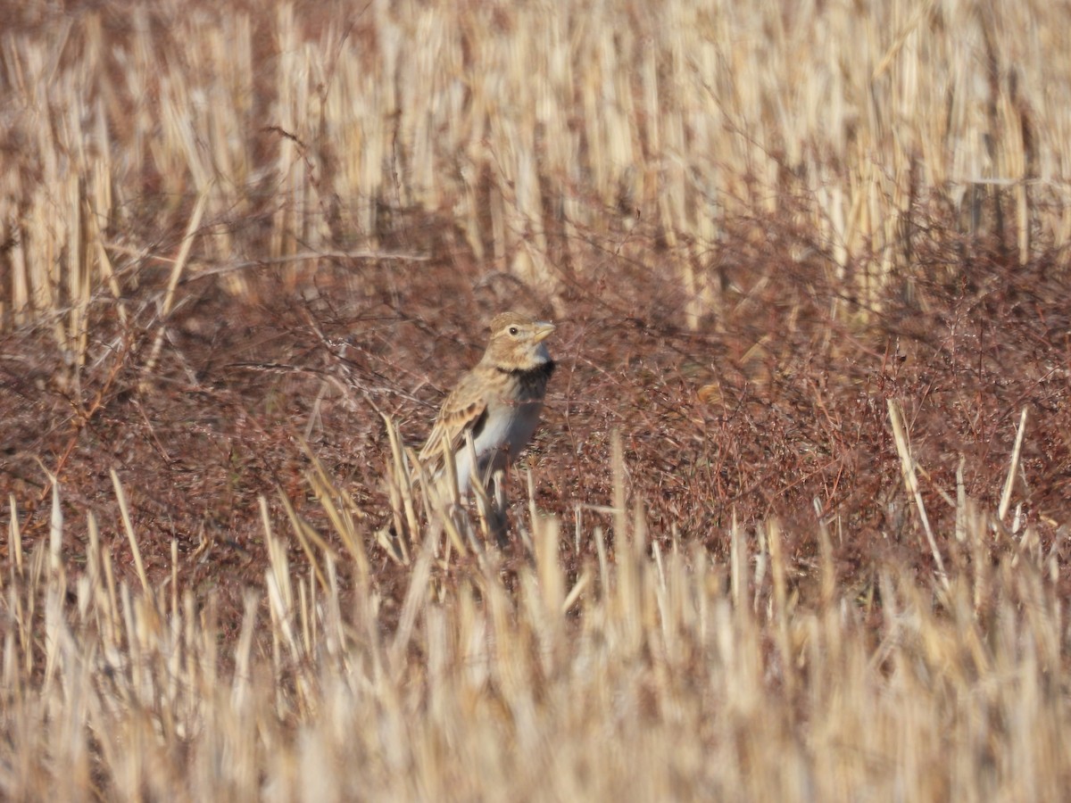 עפרוני ענק - ML644309379