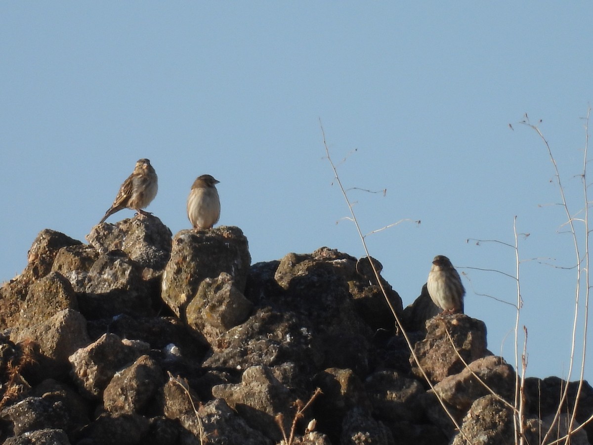 Rock Sparrow - ML644309387