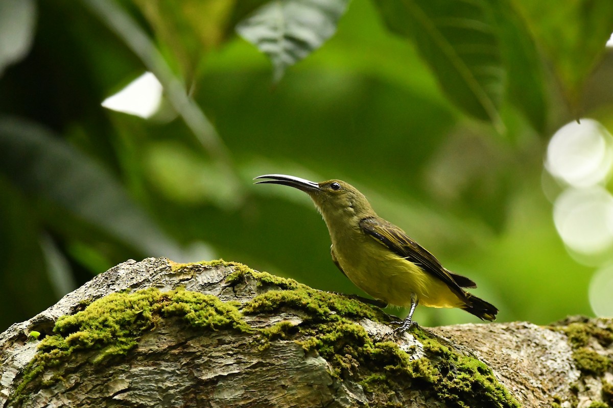 Thick-billed Spiderhunter - ML644309400
