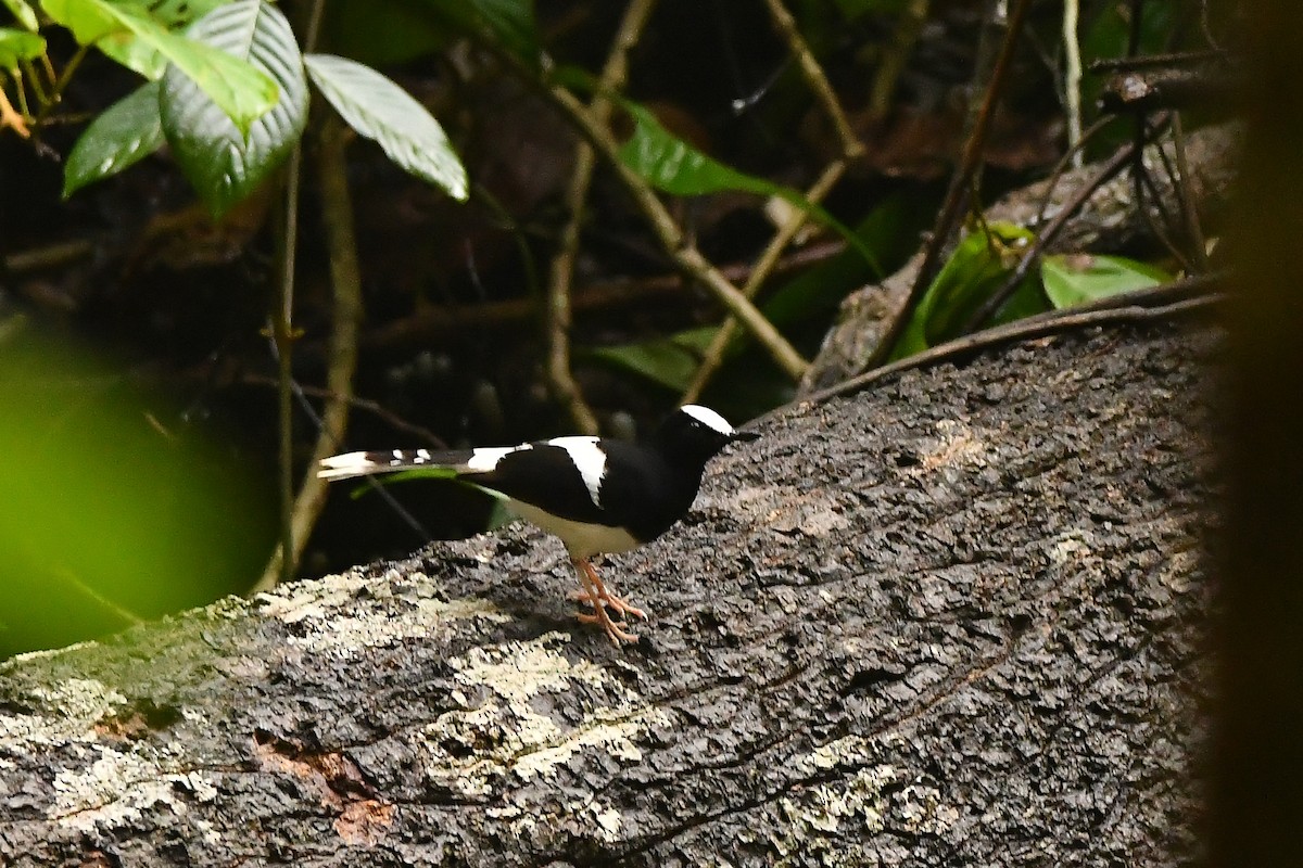 White-crowned Forktail - ML644309435