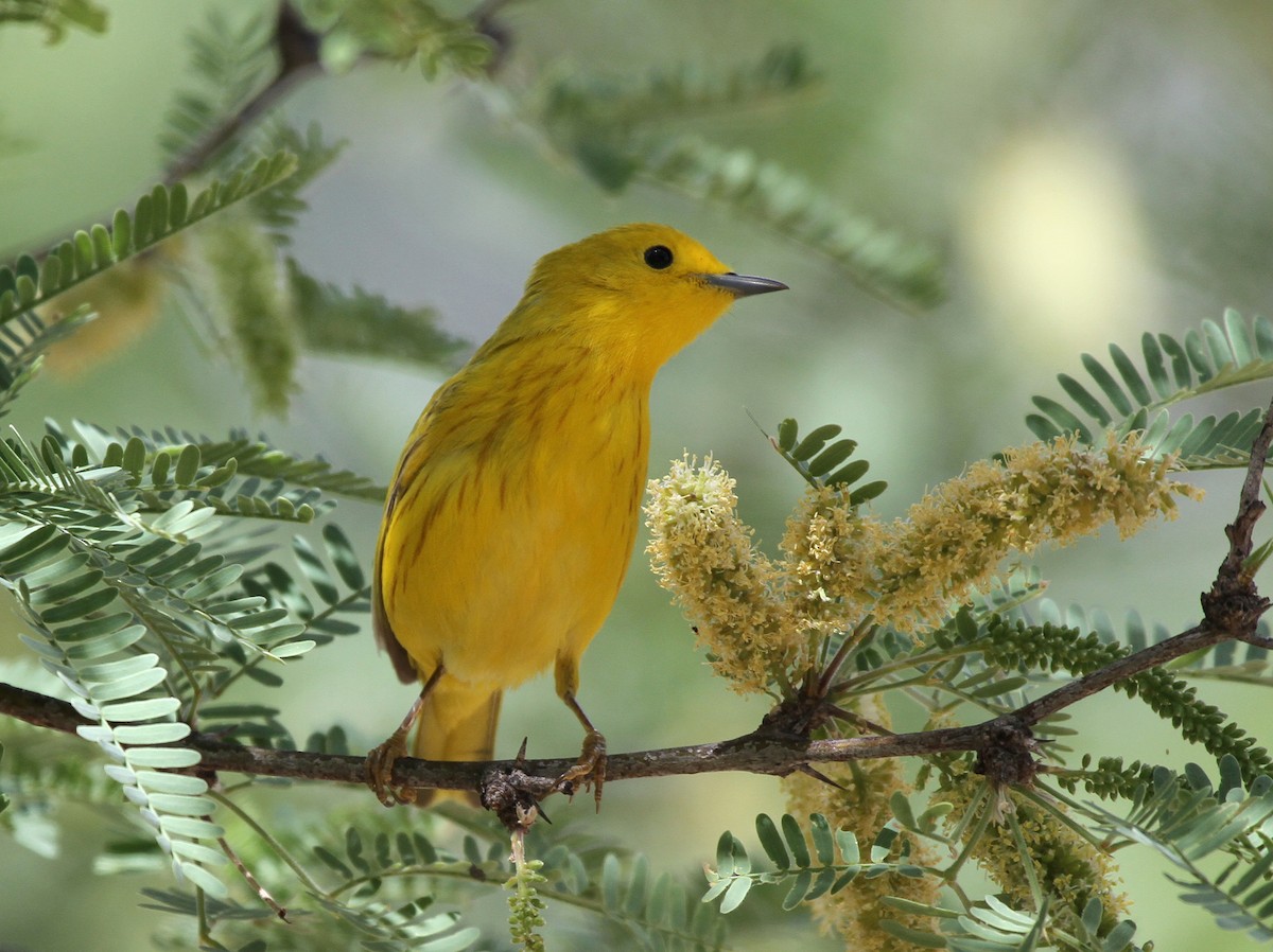 Northern Yellow Warbler - ML644309438