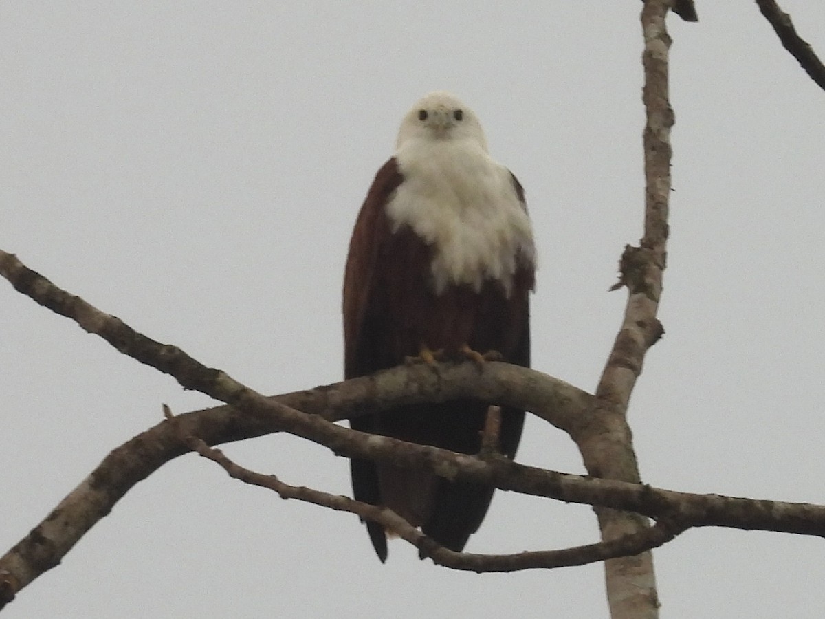 Brahminy Kite - ML644309441