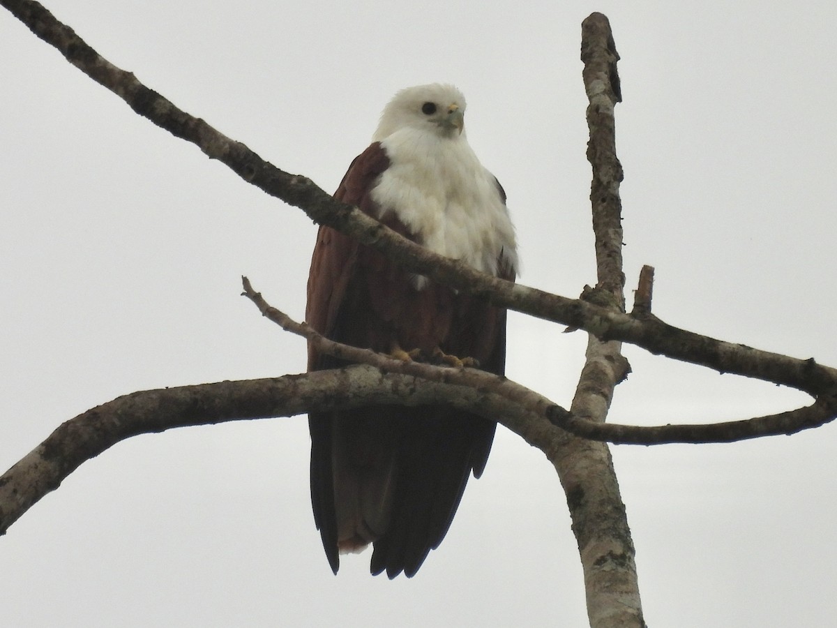 Brahminy Kite - ML644309442