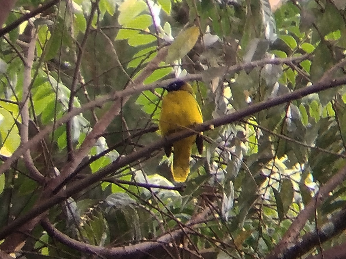 Black-headed Bulbul - ML644309443