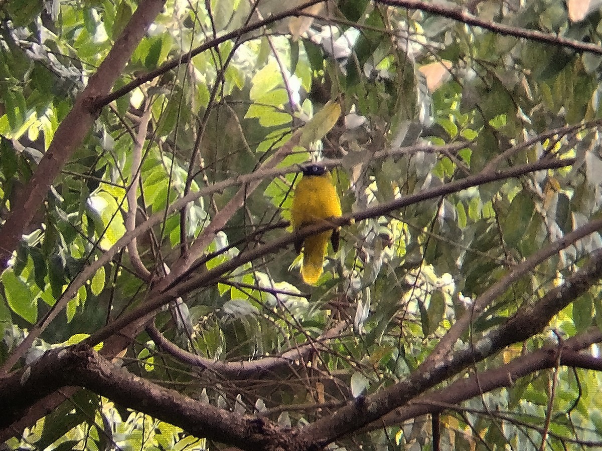 Black-headed Bulbul - ML644309444