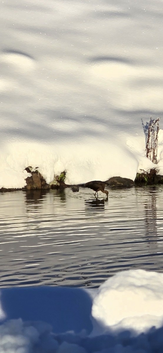 מגלן חום - ML644309447