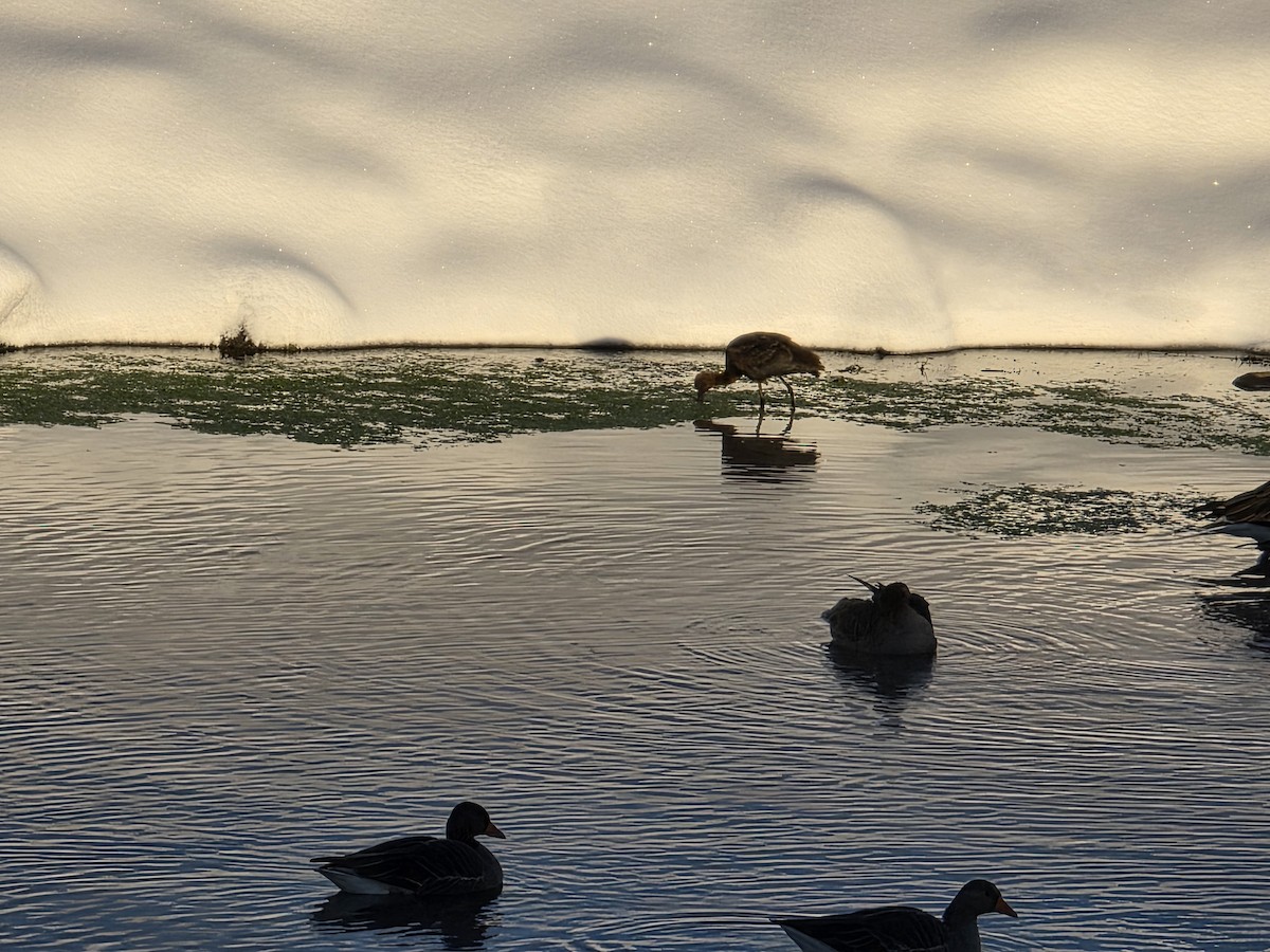 מגלן חום - ML644309448