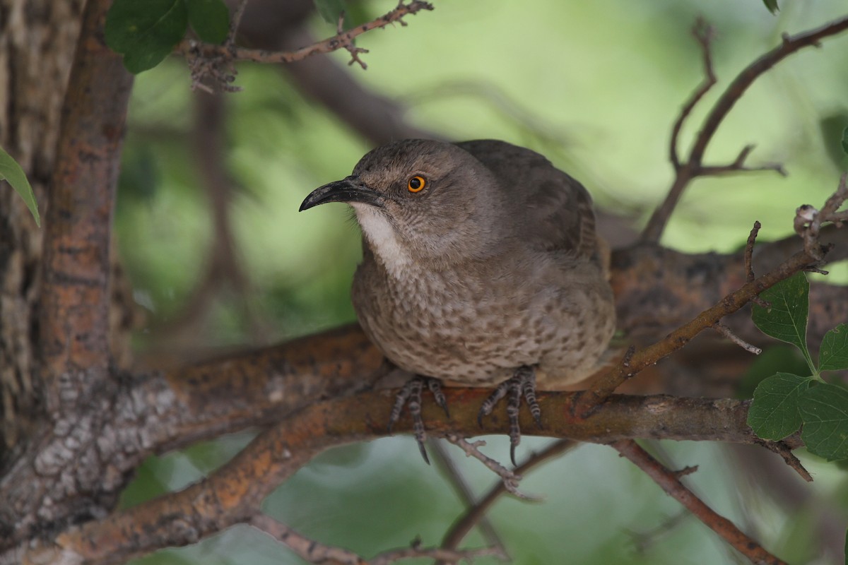 Curve-billed Thrasher - ML644309465
