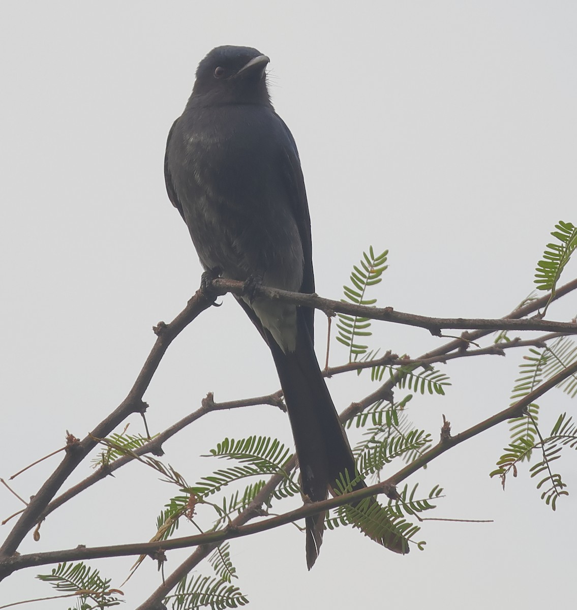 Ashy Drongo - ML644309471