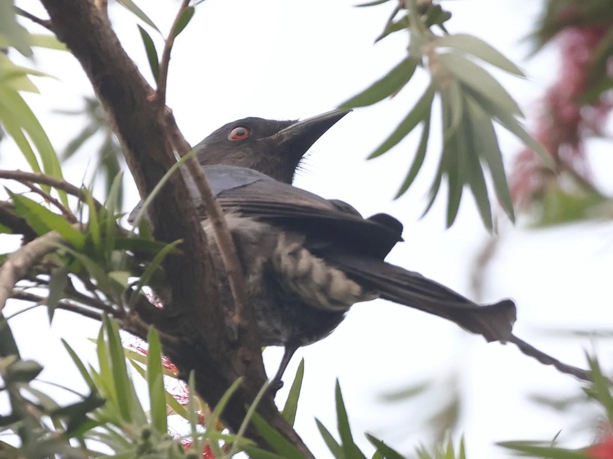 Ashy Drongo - ML644309472