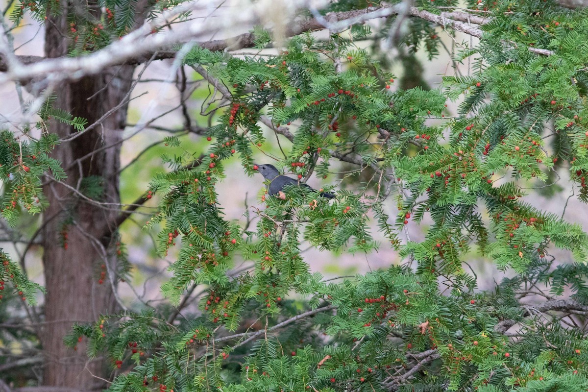 Gray Catbird - ML644309475
