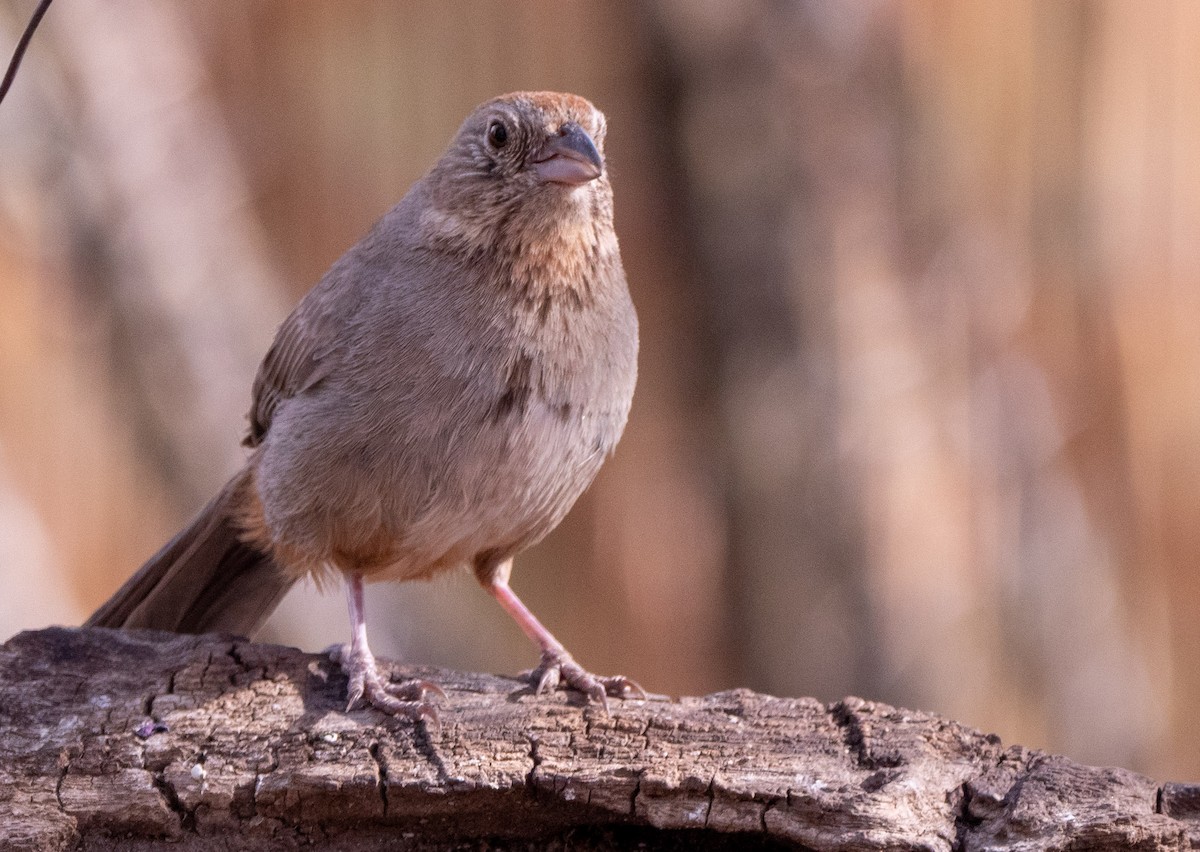 Canyon Towhee - ML644309476