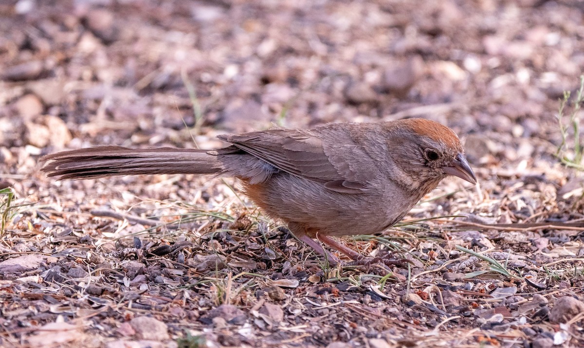 Canyon Towhee - ML644309477
