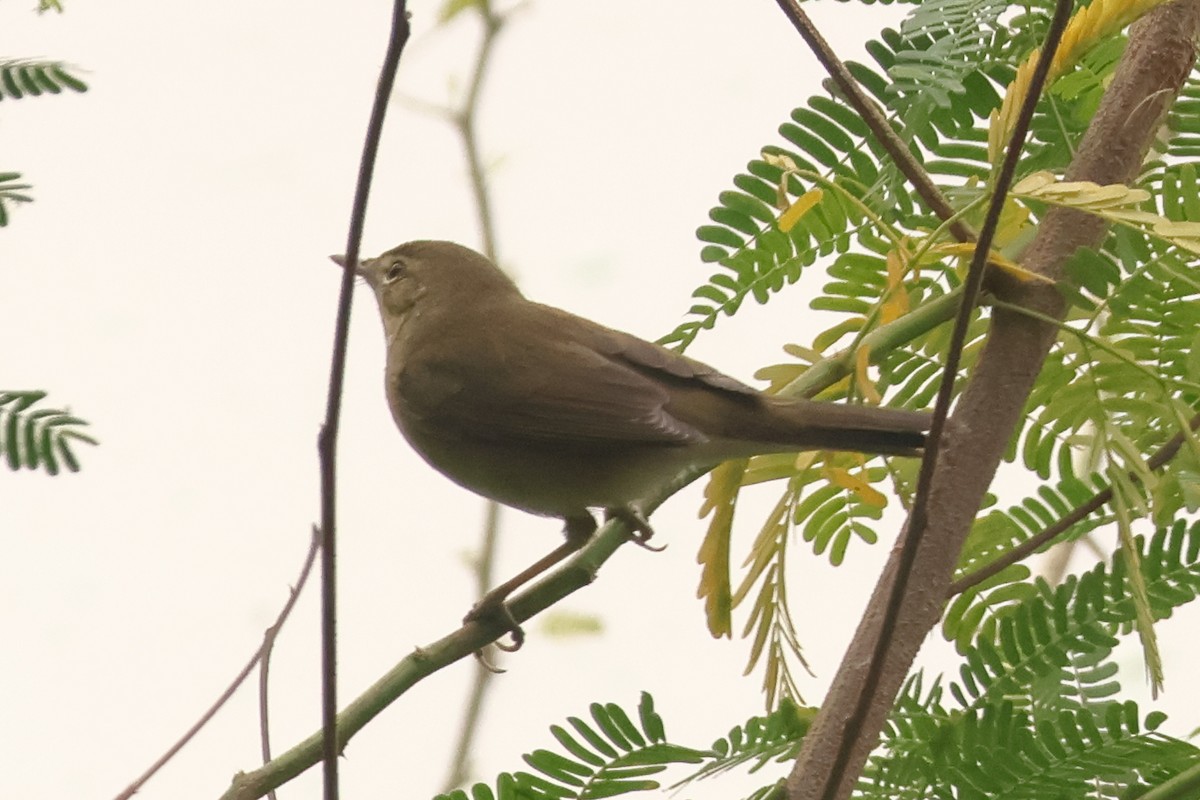 Rousserolle des buissons - ML644309483