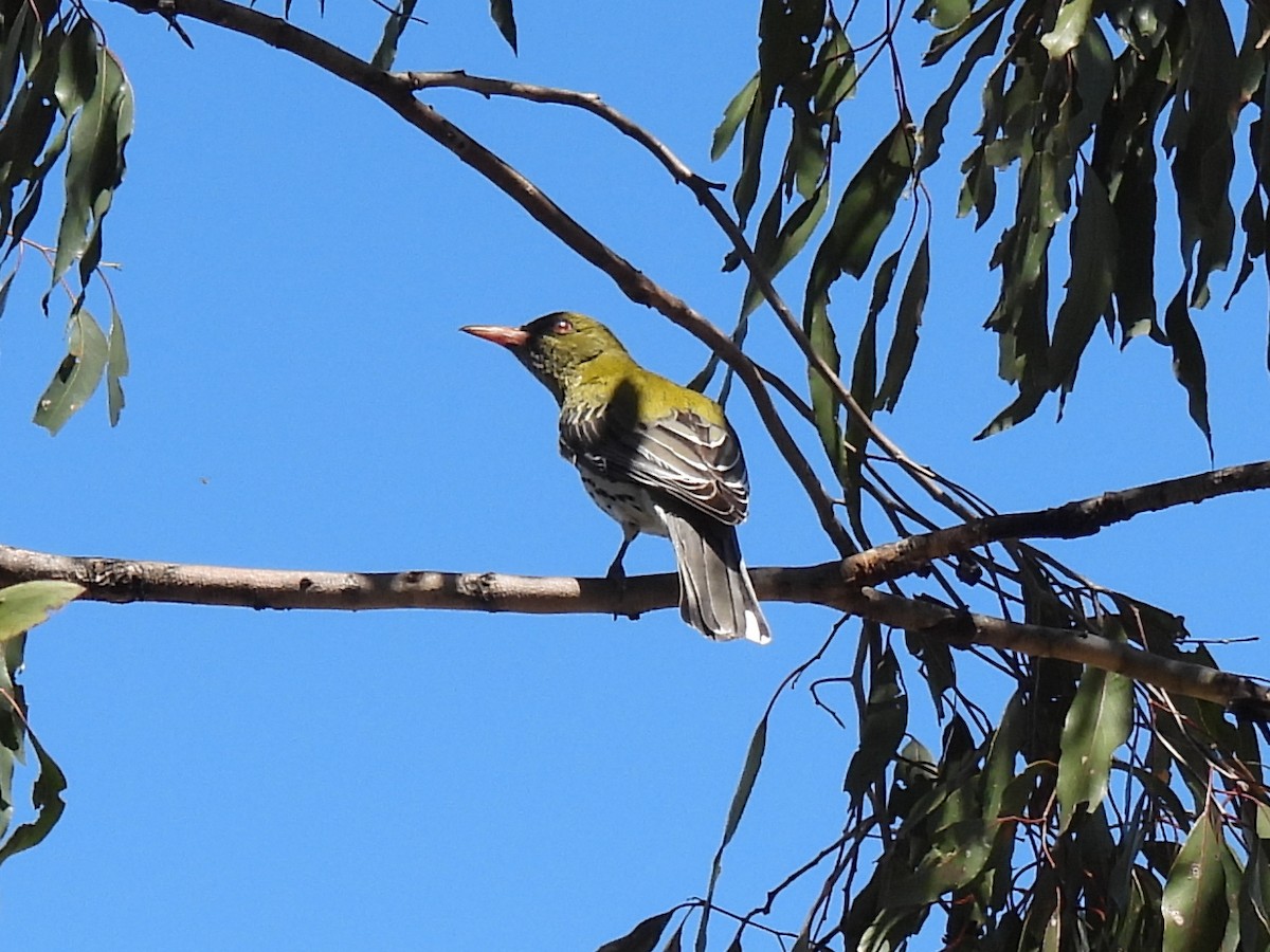 Olive-backed Oriole - ML644309489