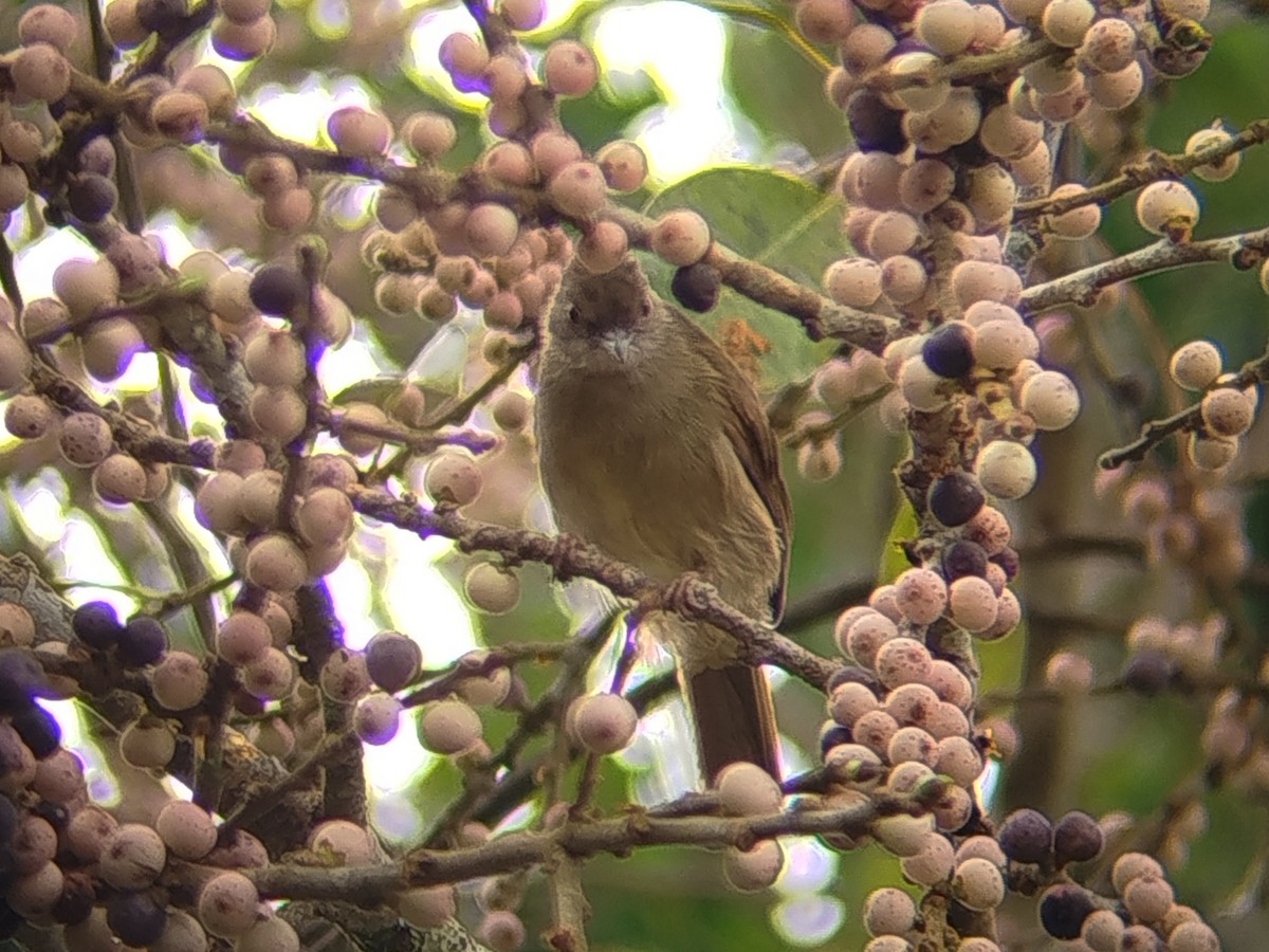 Spectacled Bulbul - ML644309496