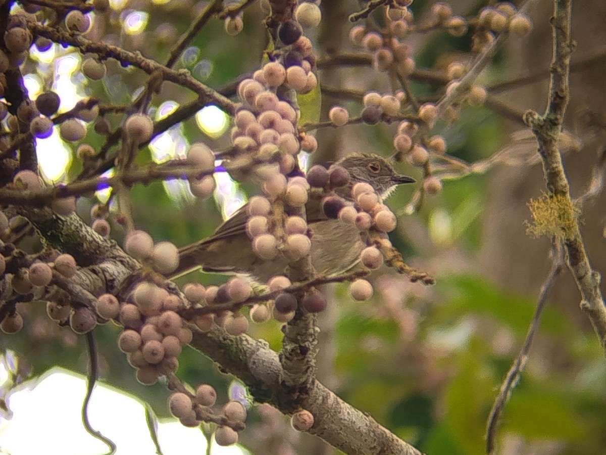 Spectacled Bulbul - ML644309497