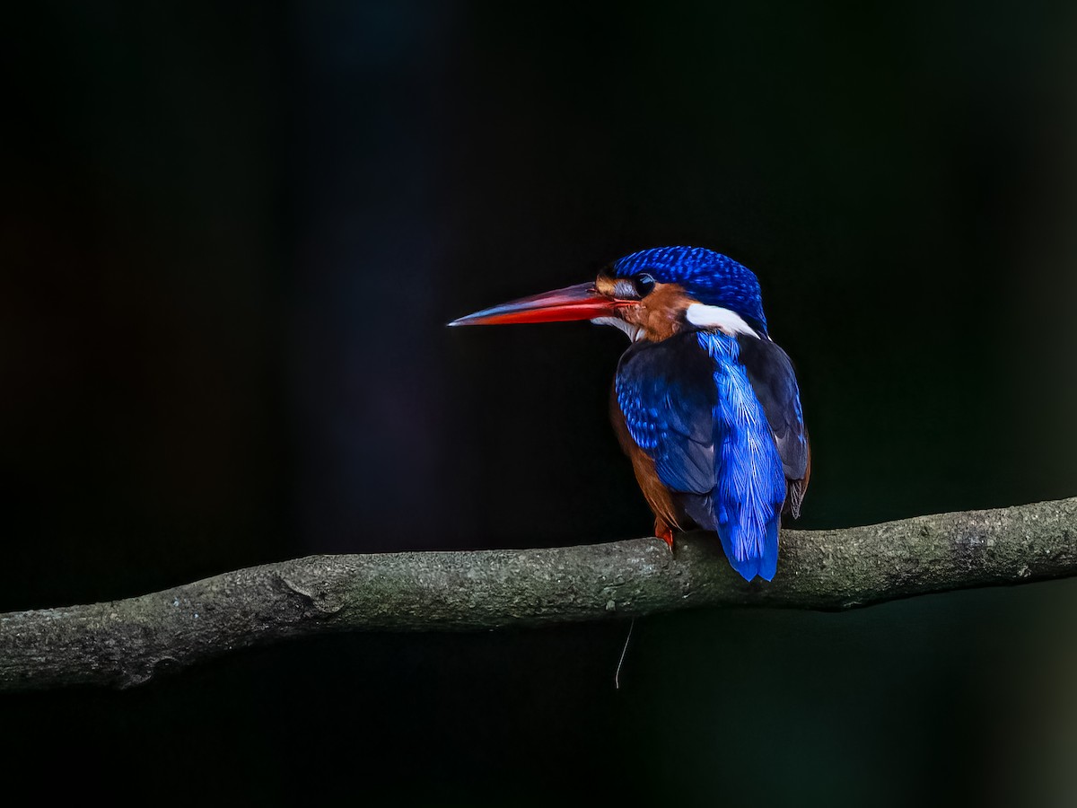 Blue-eared Kingfisher - ML644309498