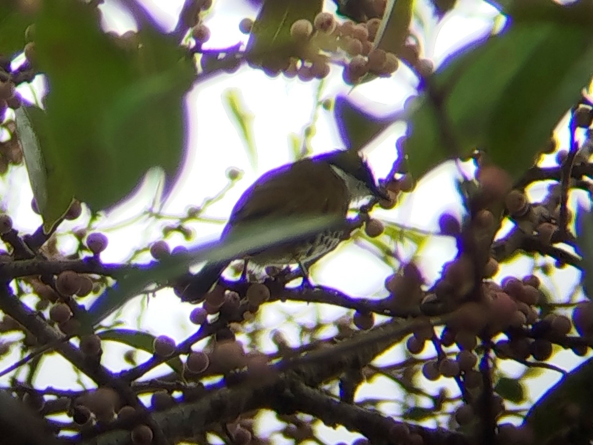 Scaly-breasted Bulbul - ML644309509