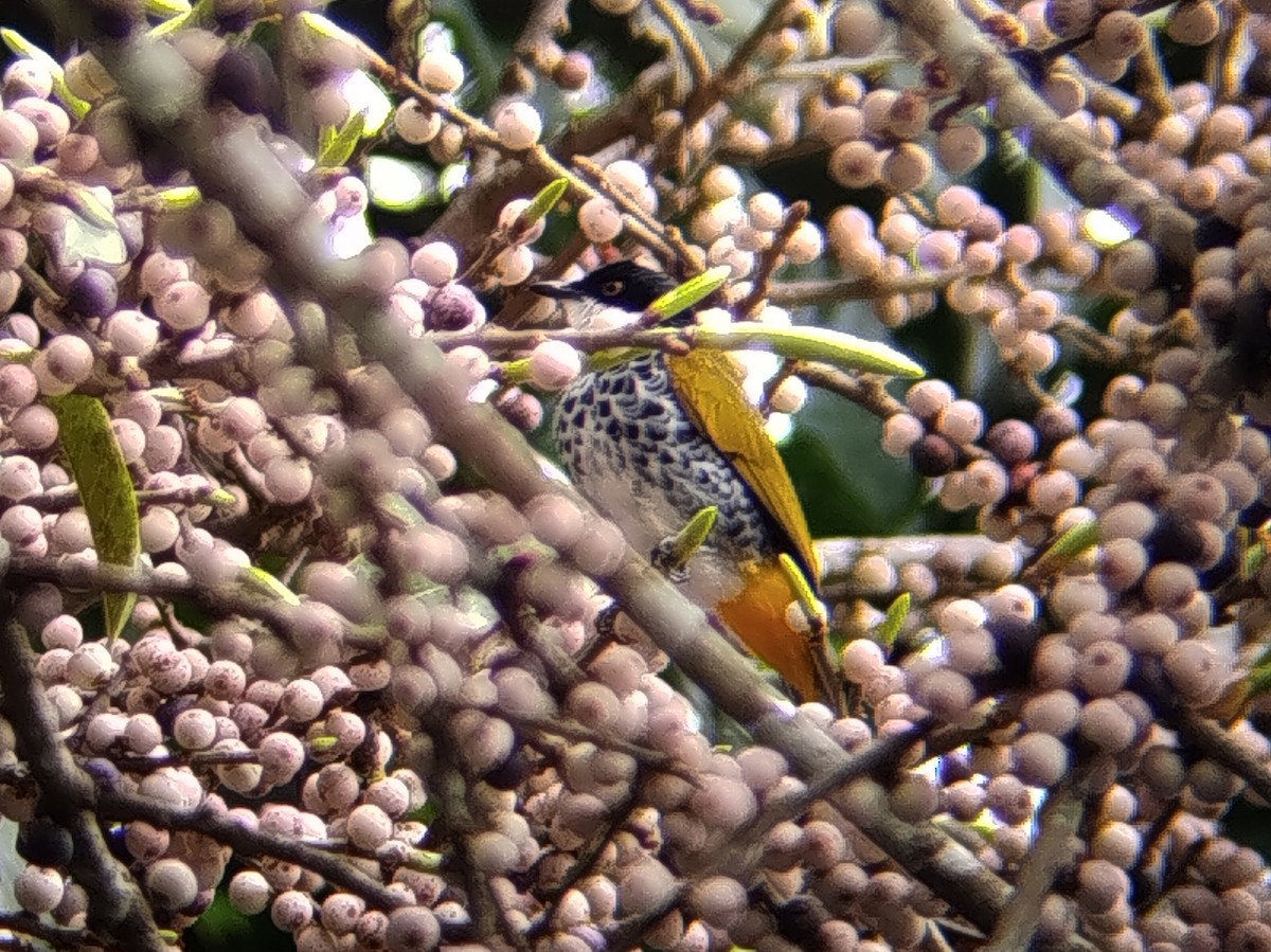 Scaly-breasted Bulbul - ML644309510