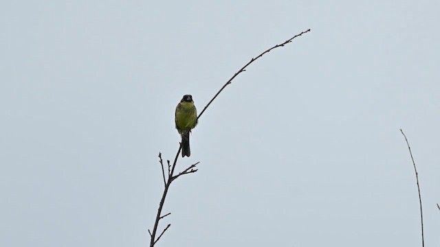 アオジ - ML644309519