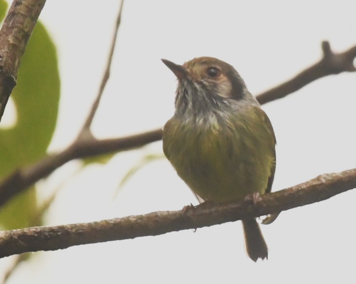 Eared Pygmy-Tyrant - ML644309523