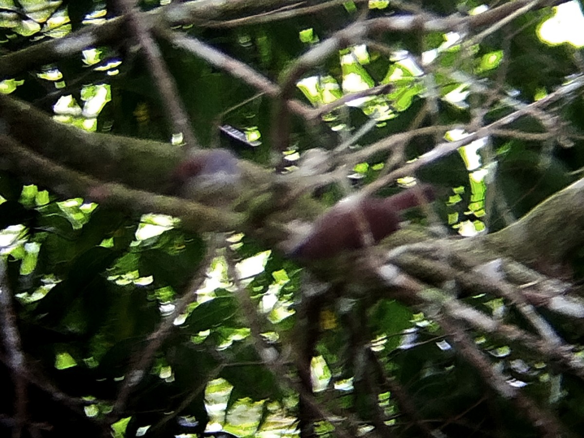Bold-striped Tit-Babbler - ML644309526