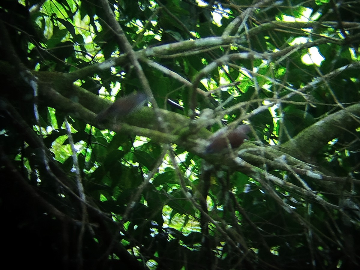 Bold-striped Tit-Babbler - ML644309527