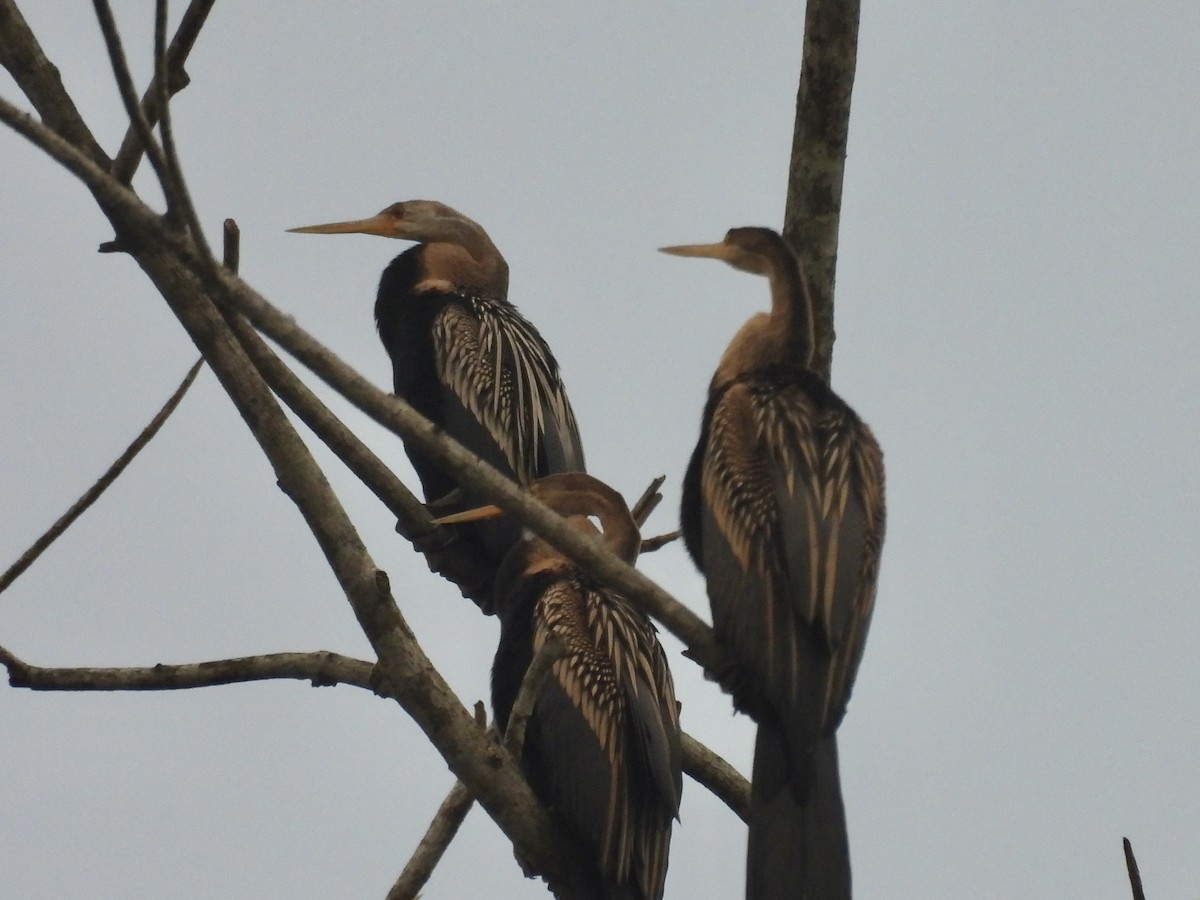 Anhinga roux - ML644309529