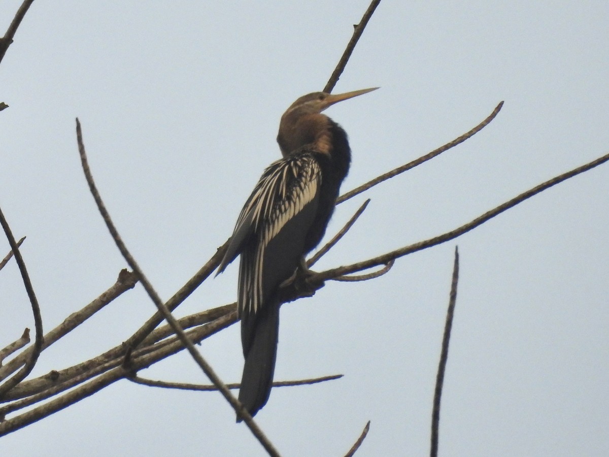 Anhinga roux - ML644309530