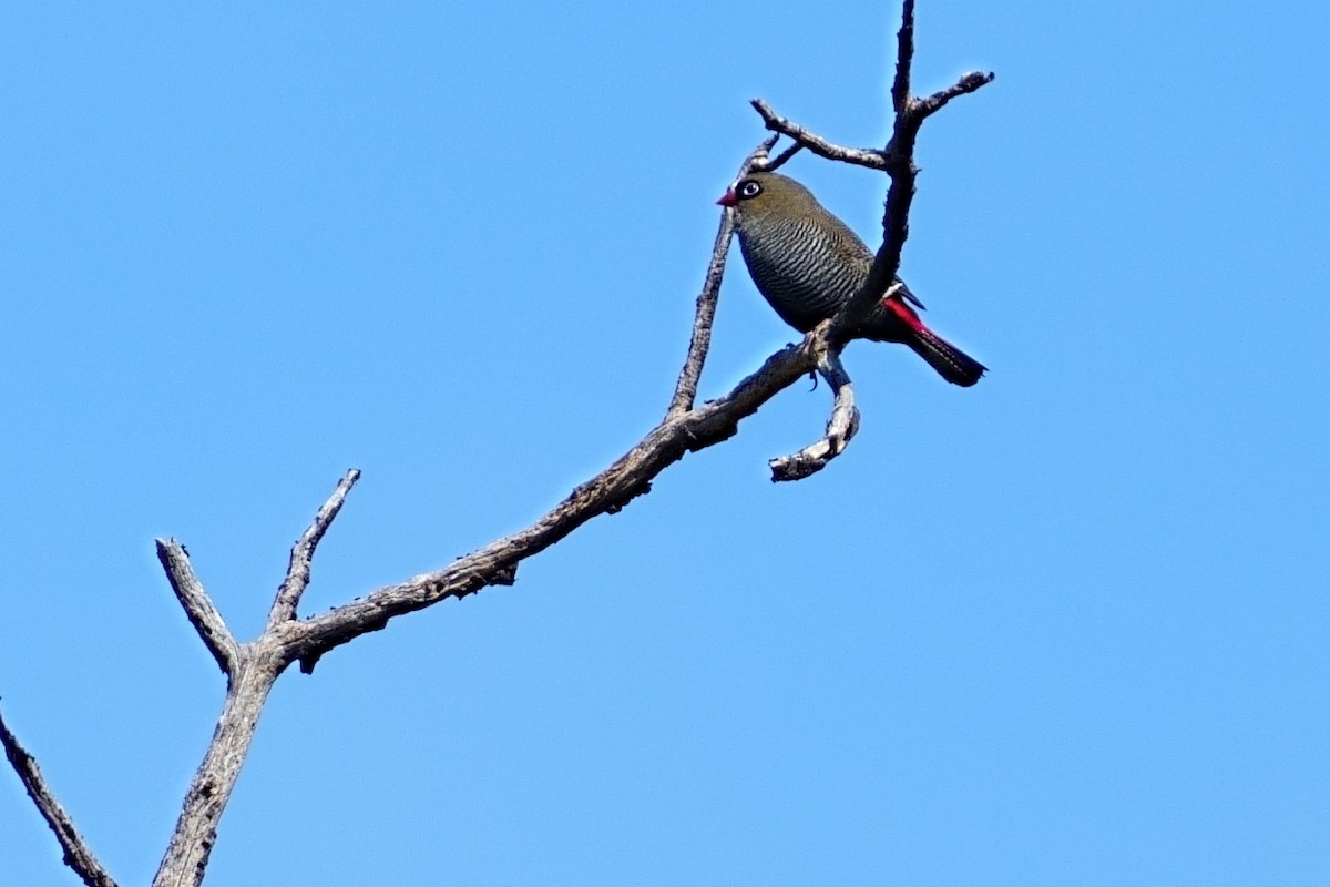 Beautiful Firetail - ML644309541