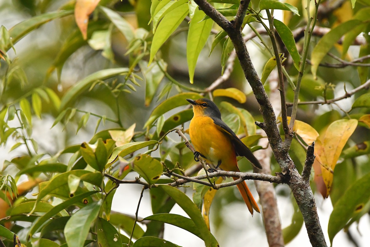 ildmønjefugl - ML644309552