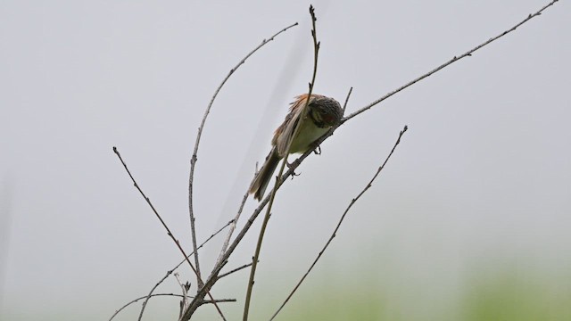 ホオアカ - ML644309553