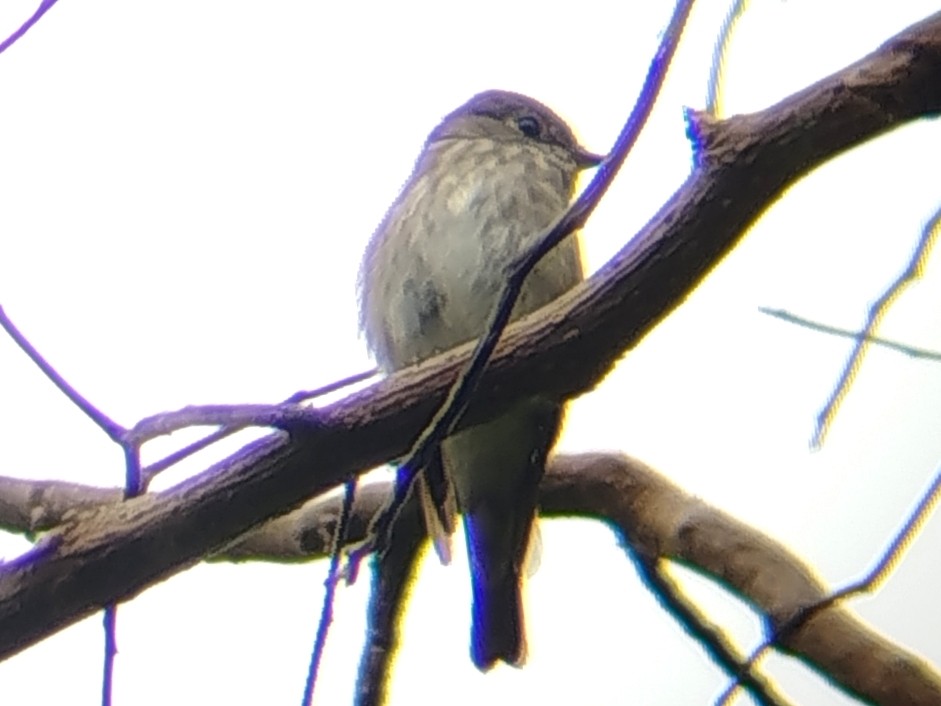 gråflankefluesnapper - ML644309570