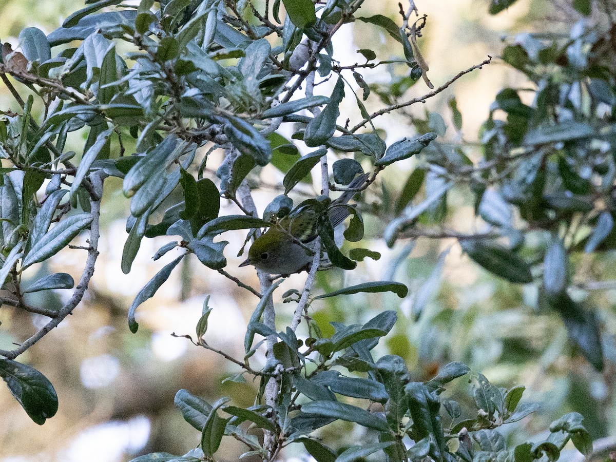 Chestnut-sided Warbler - ML644309573