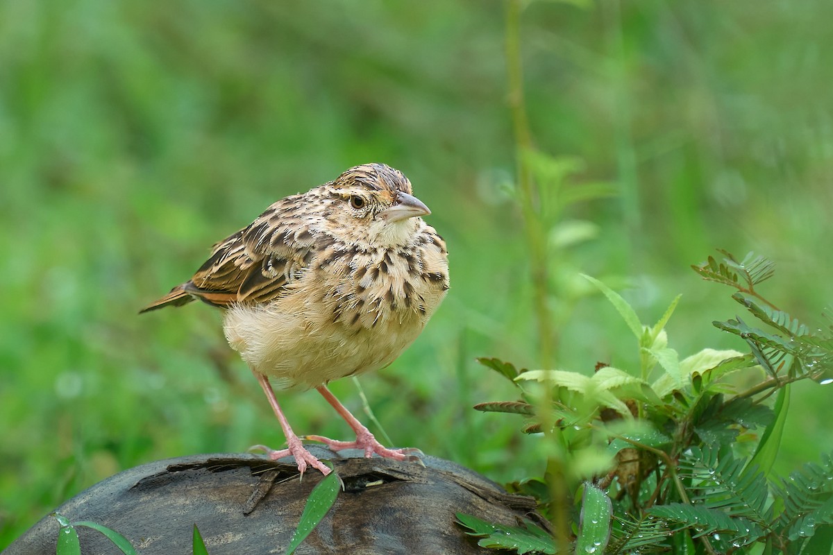 ghatslerke - ML644309575