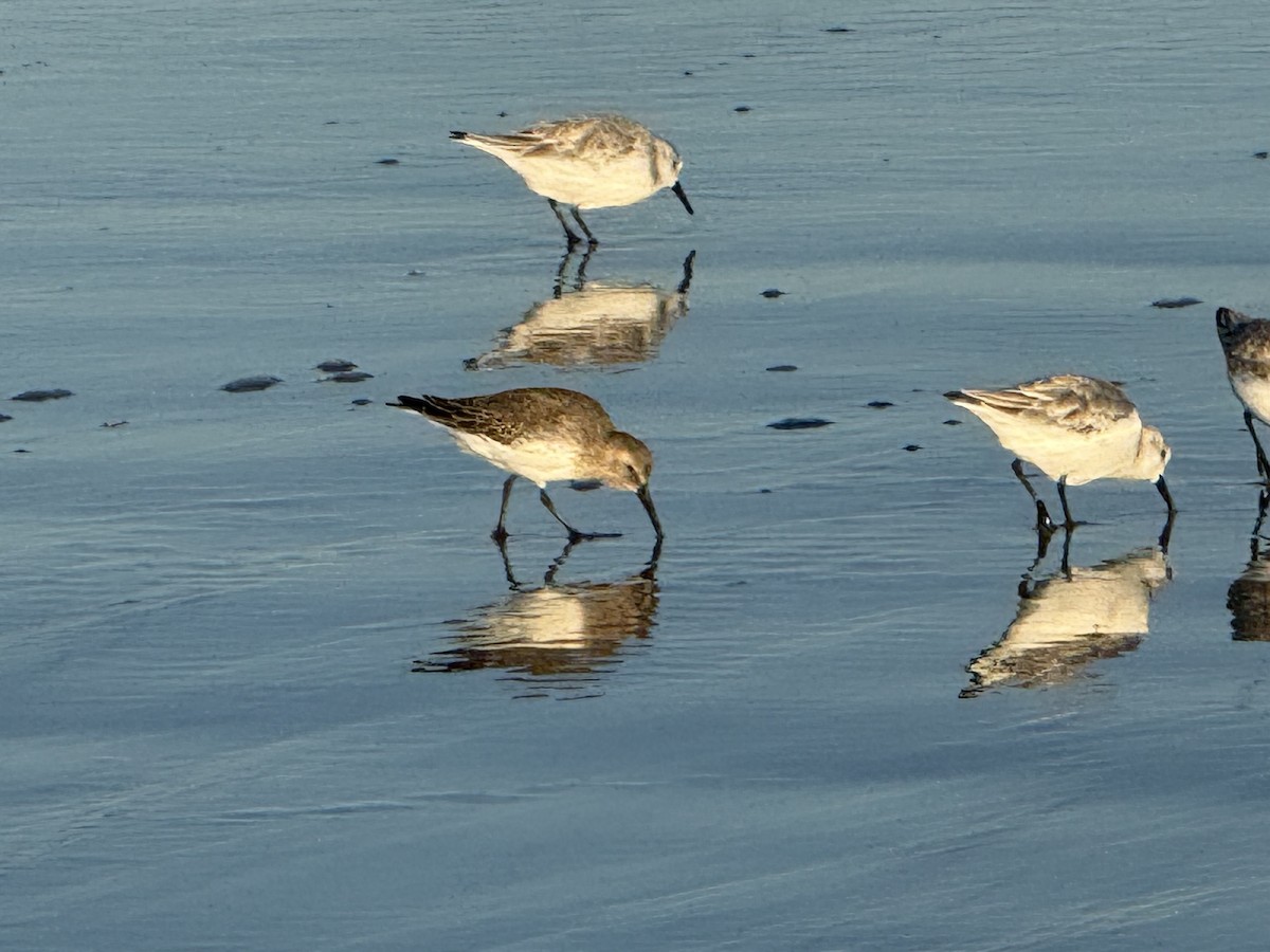 Dunlin - ML644309576