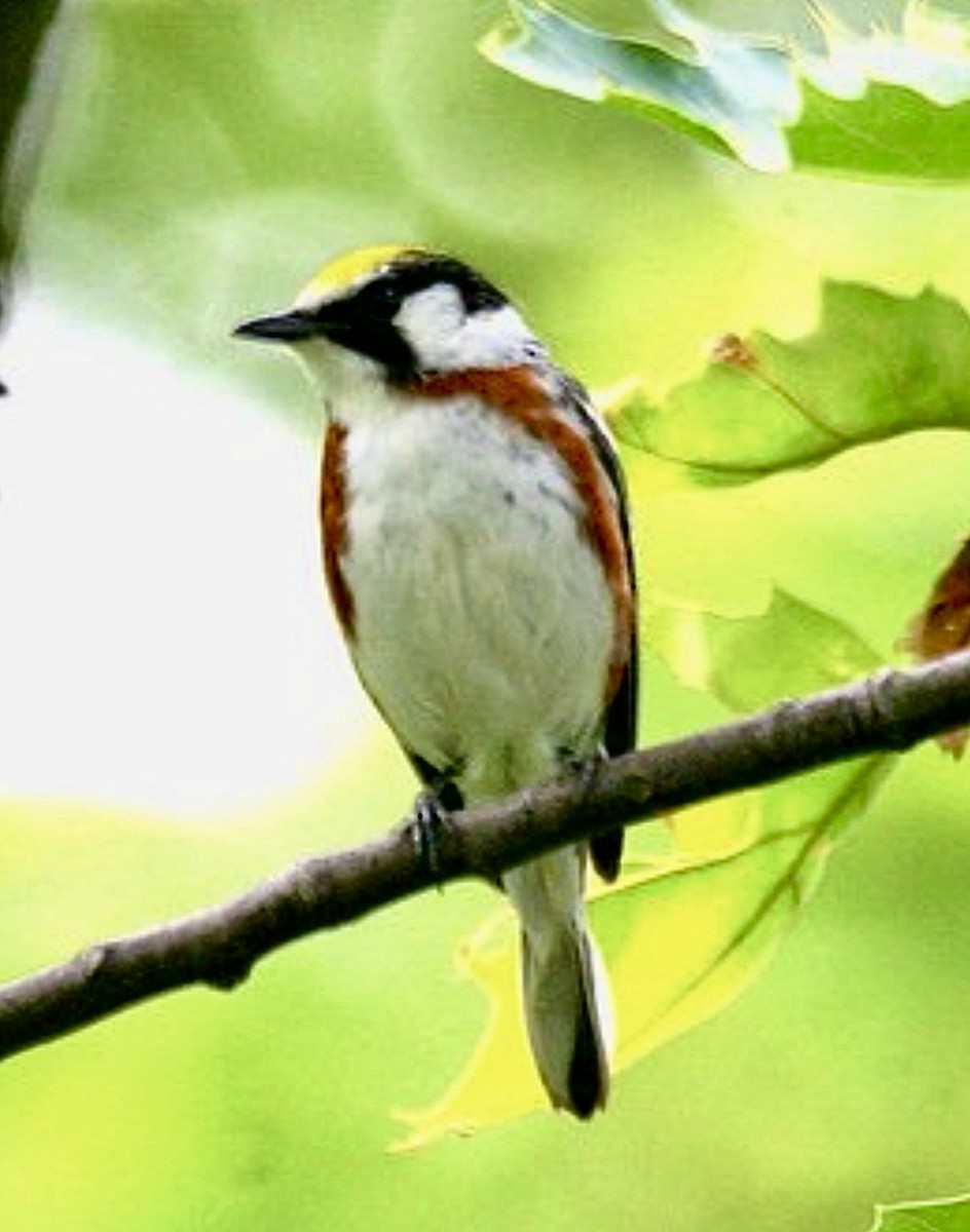 Chestnut-sided Warbler - ML644309578