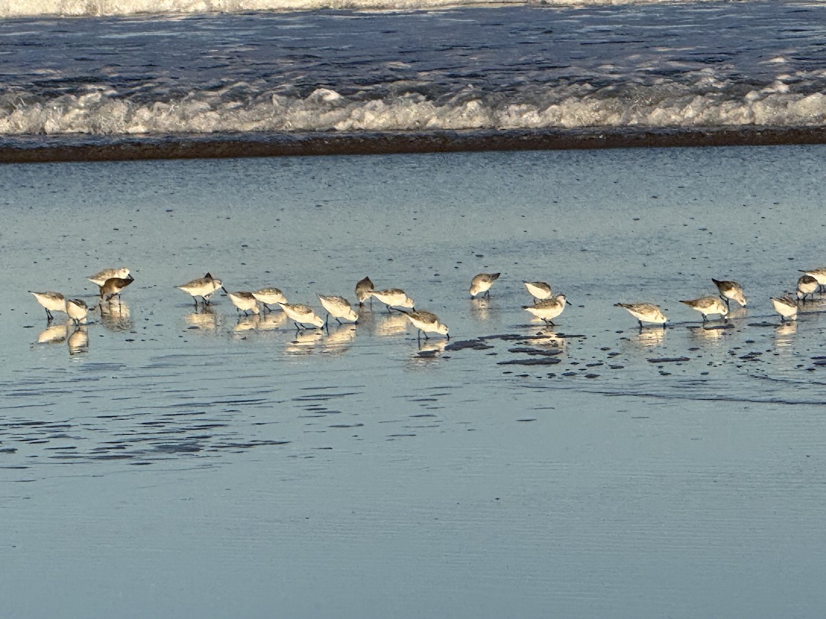 Sanderling - ML644309579