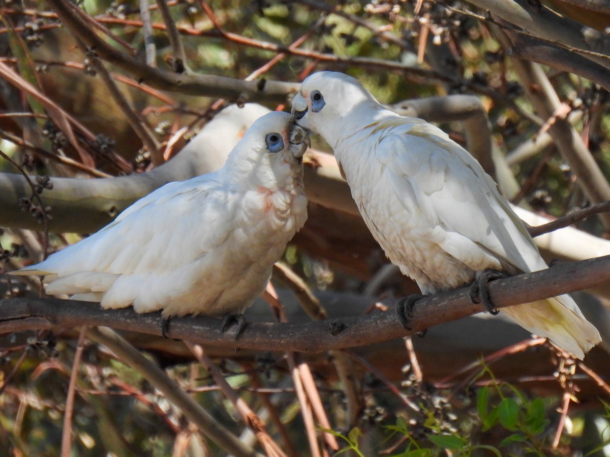 Little Corella - ML644309590